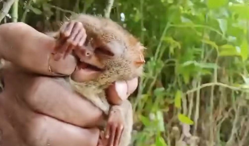 DENR probes vlogger’s ‘improper treatment’ of tarsiers in viral video
