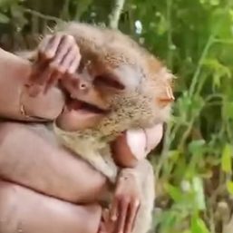DENR probes vlogger’s ‘improper treatment’ of tarsiers in viral video
