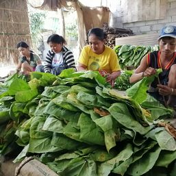 Ilocos Sur’s tobacco farmers see better days ahead with high prices, relaxed grading