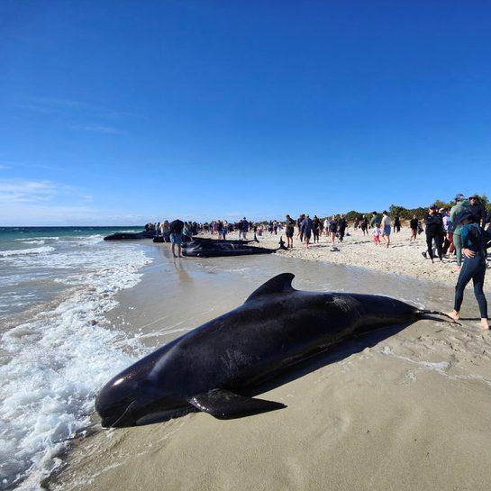 More than 100 pilot whales stranded in Western Australia, experts say