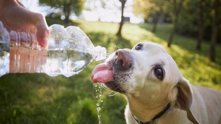 Here’s how to take care of your fur babies in this heat