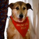 Kodi, star of ‘Dog on Trial,’ takes home Cannes’ top dog prize