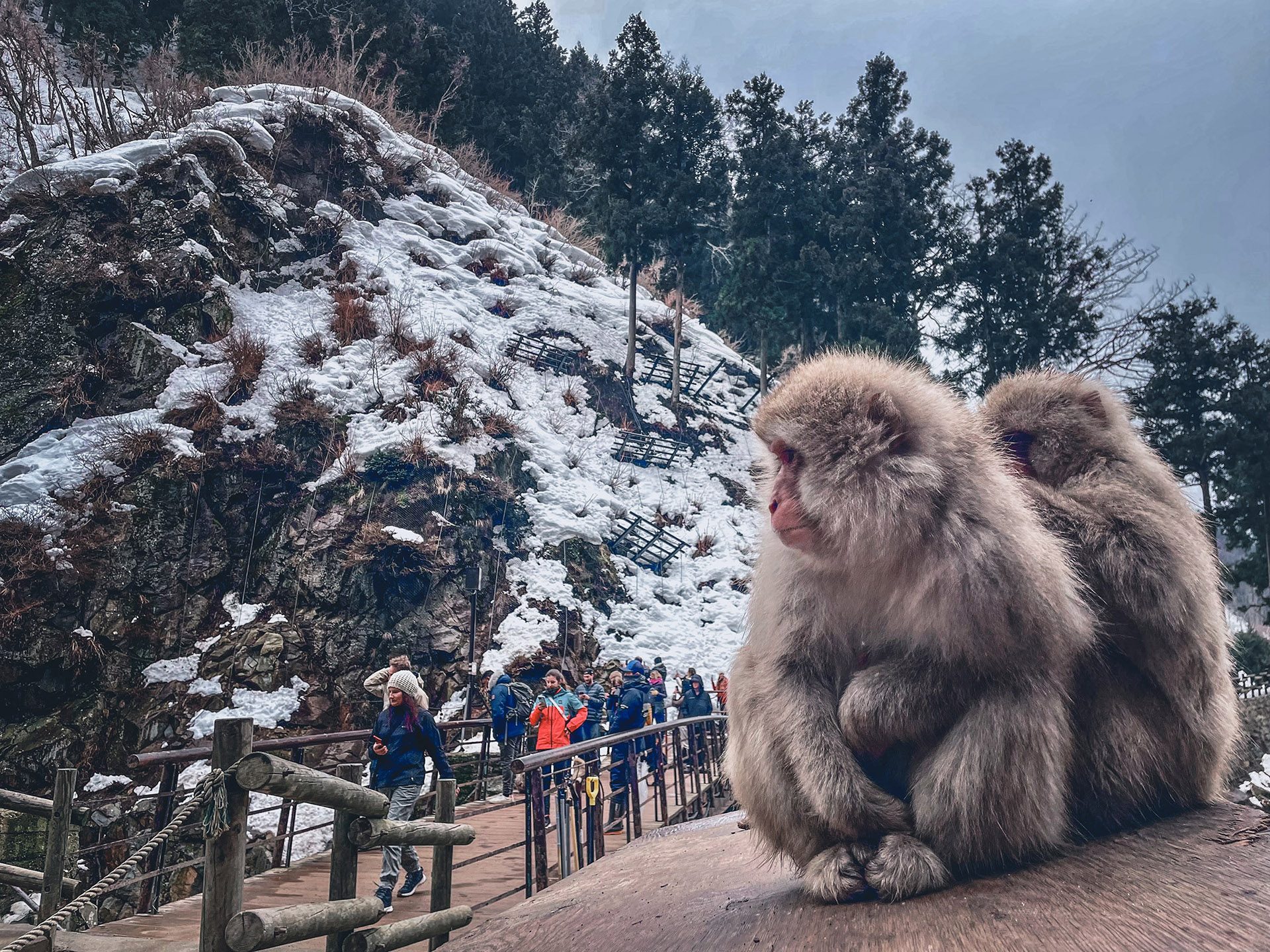 IN PHOTOS: Into the wild with Japan’s snow monkeys