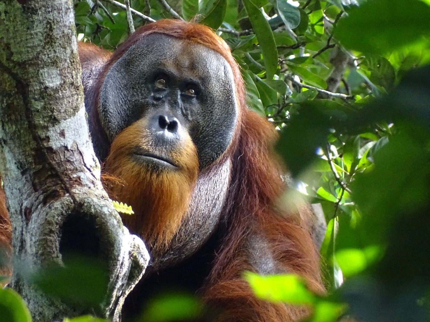 Orangutan’s use of medicinal plant to treat wound intrigues scientists