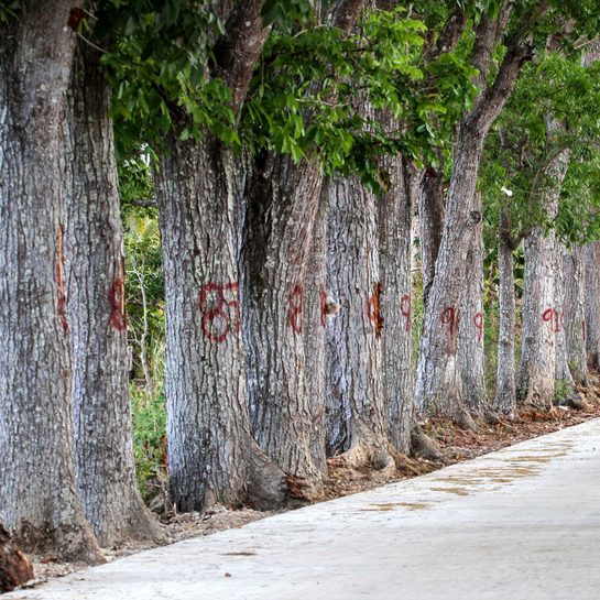 Cebu parish calls for protection of 700 trees amid road widening project