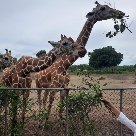 WATCH: Why the Calauit Safari Park is a rare experience 