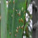 Sugar farmers, workers seek audit of RSSI funds as pest continues to ravage Negros farms