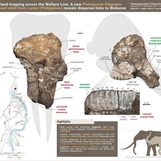 First skull of elephant relative from Ice Age discovered in Cagayan