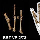 Scientists solve the mystery of the prehistoric ‘Burtele Foot’