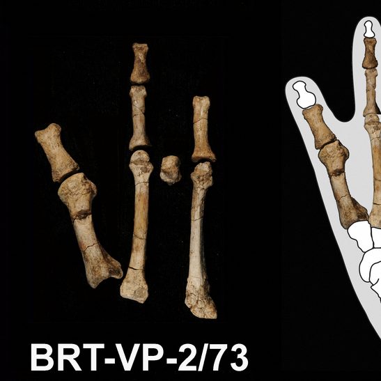 Scientists solve the mystery of the prehistoric ‘Burtele Foot’