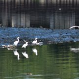 Are we really moving a protected wetland to prevent bird strikes?