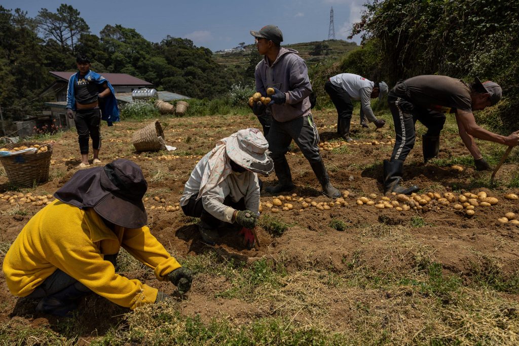 Benguet farmers