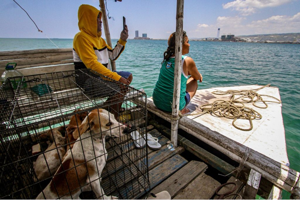 Shell Pa Dogs The forgotten dogs of Shell Island