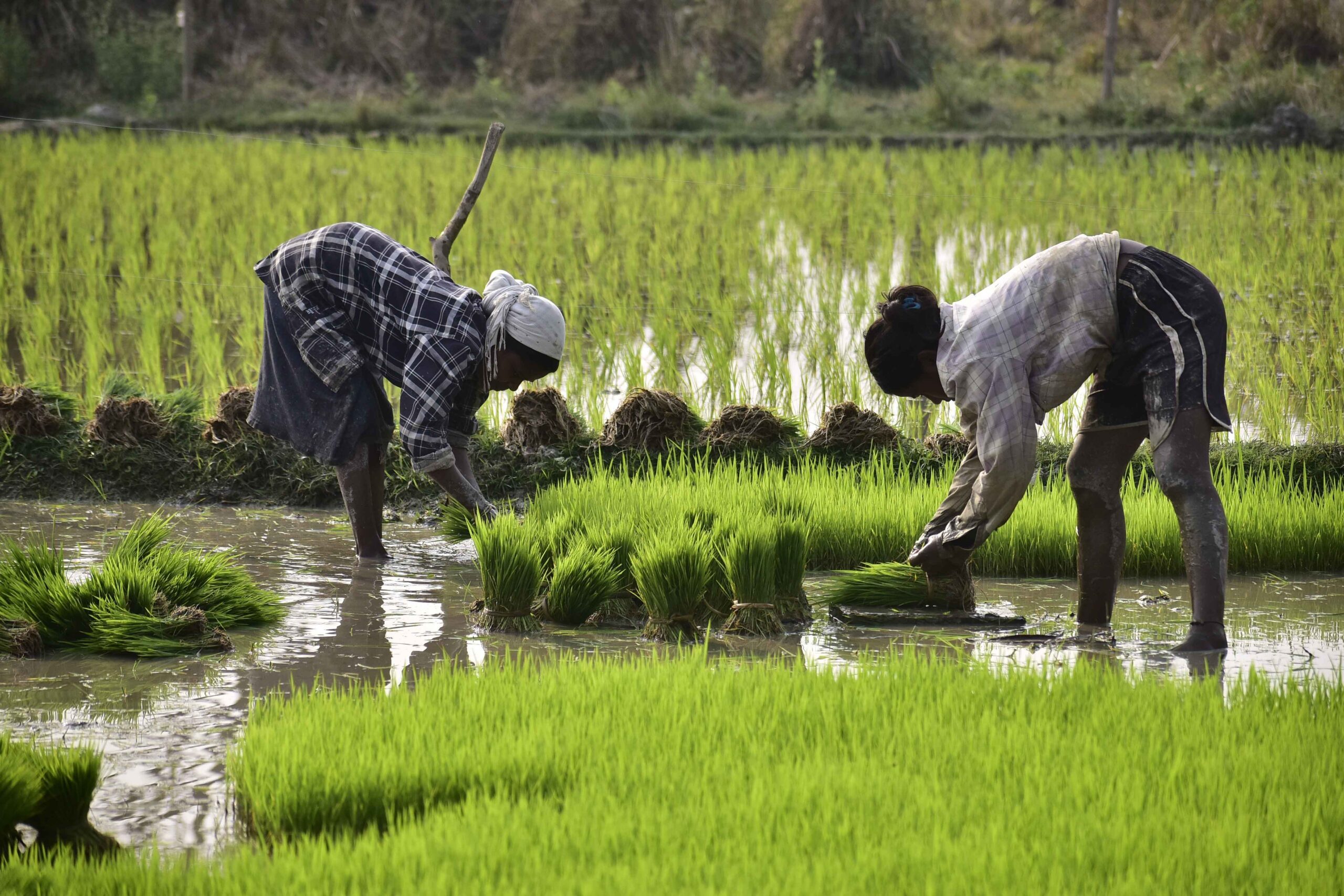 DA: Rice prices may jump to P62/kilo by September