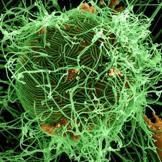 What do we know about the Bundibugyo strain of the Ebola virus?