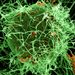 Bundibugyo Ebola vaccines, treatments in development