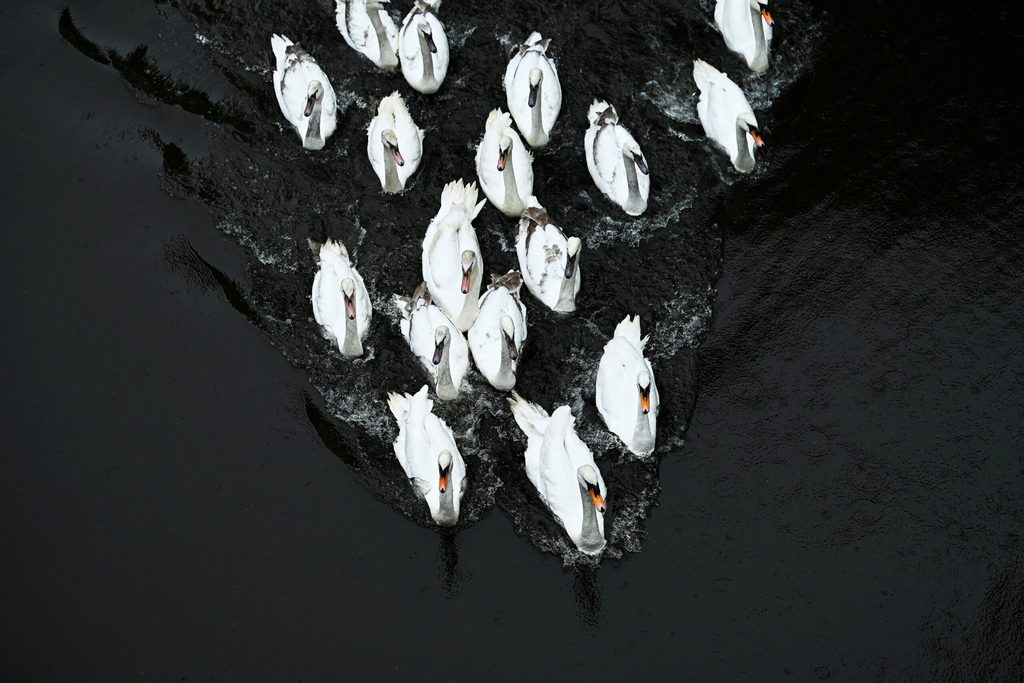 Swans return to lake Alster following their winter quarters in Hamburg