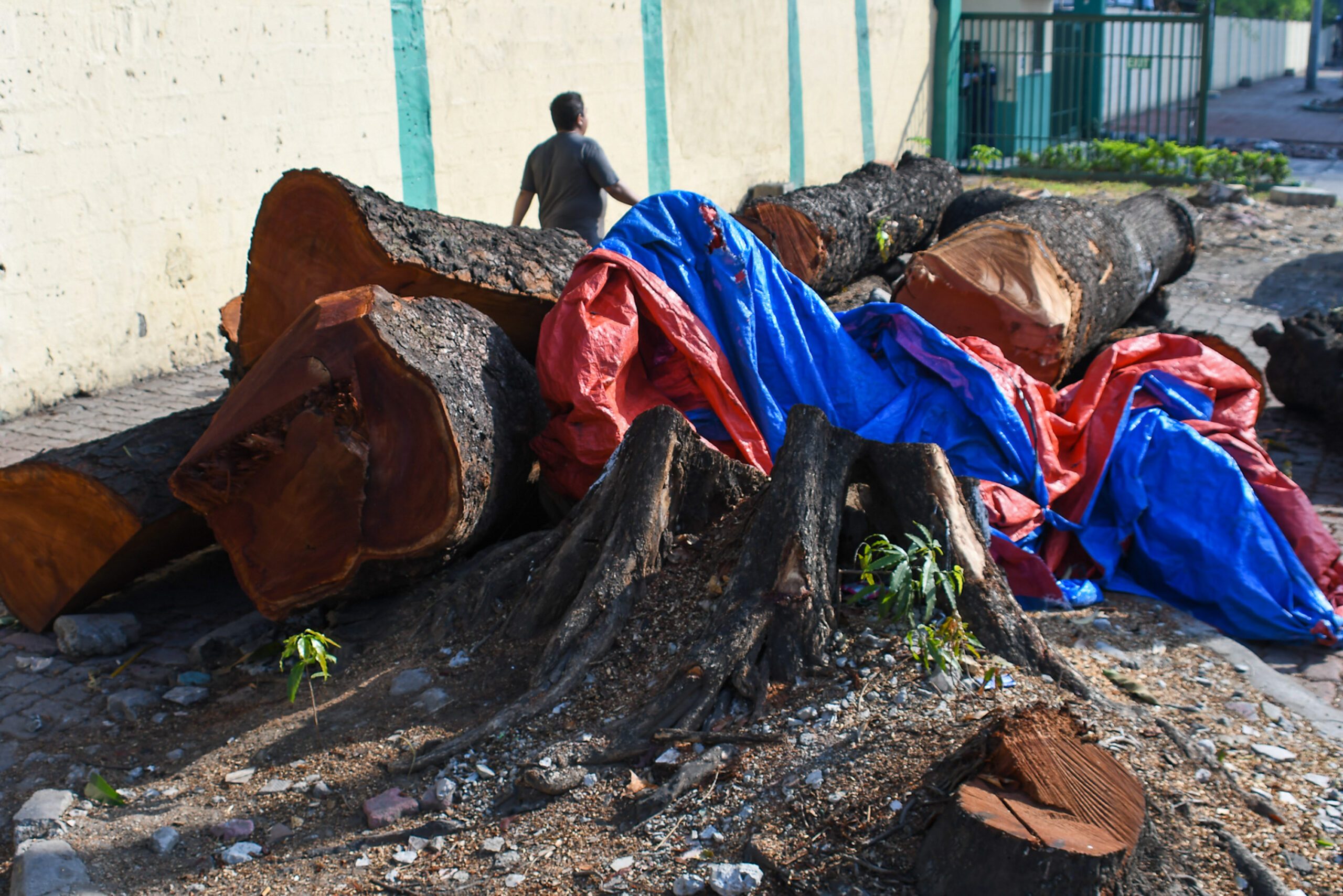 What we saw walking in Manila after trees were cut down