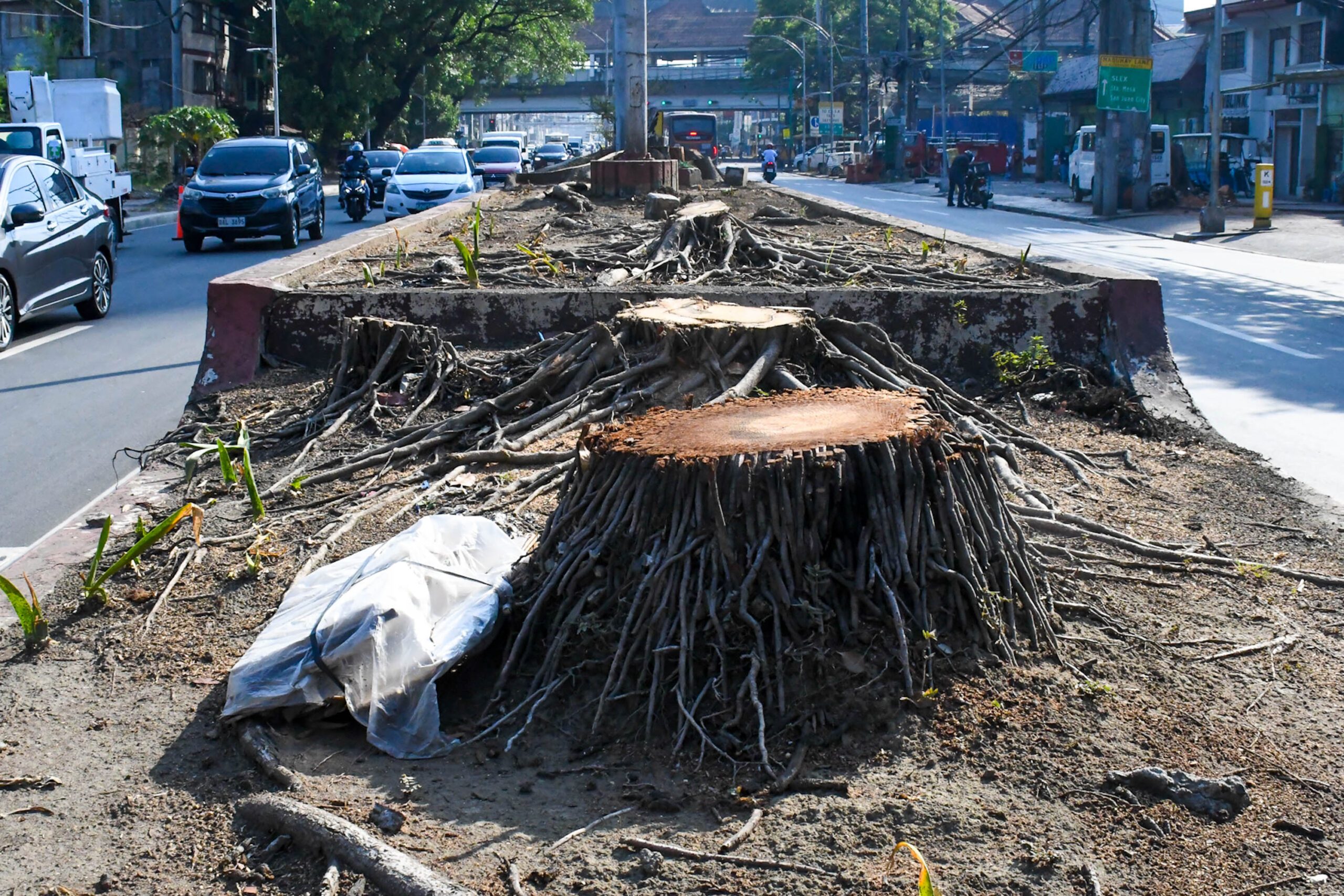 Students seek protection order vs San Miguel's tree-cutting
