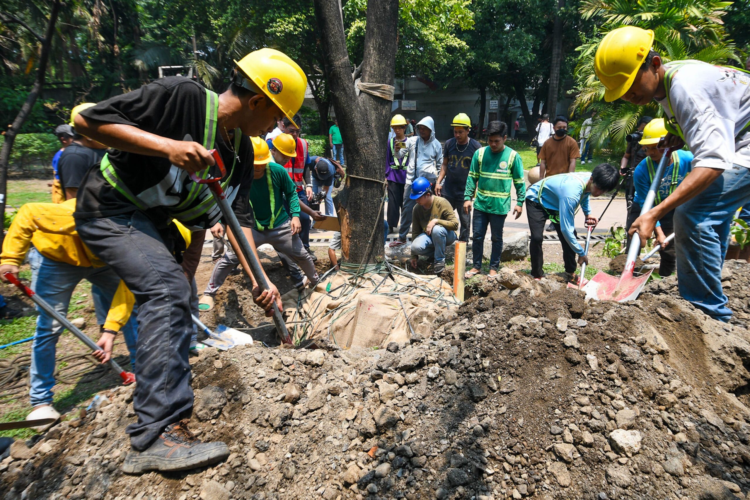 Most Manila trees marked for removal are exotic, decaying – DENR