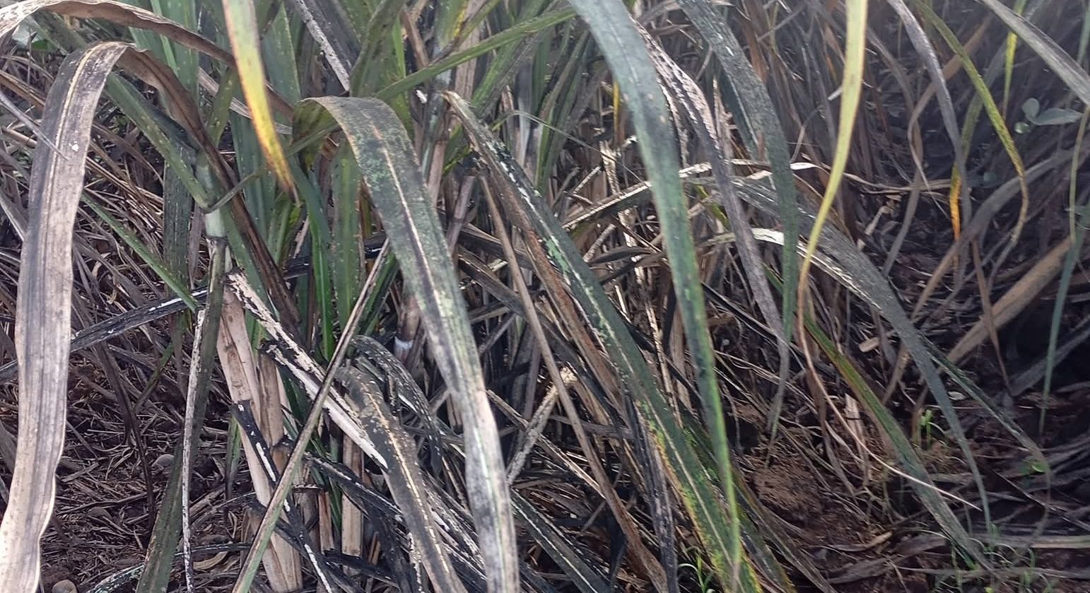 rappler.com - Ambo Delilan - Sugar farmers, workers seek audit of RSSI funds as pest continues to ravage Negros farms