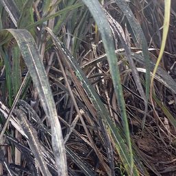 Sugar farmers, workers seek audit of RSSI funds as pest continues to ravage Negros farms