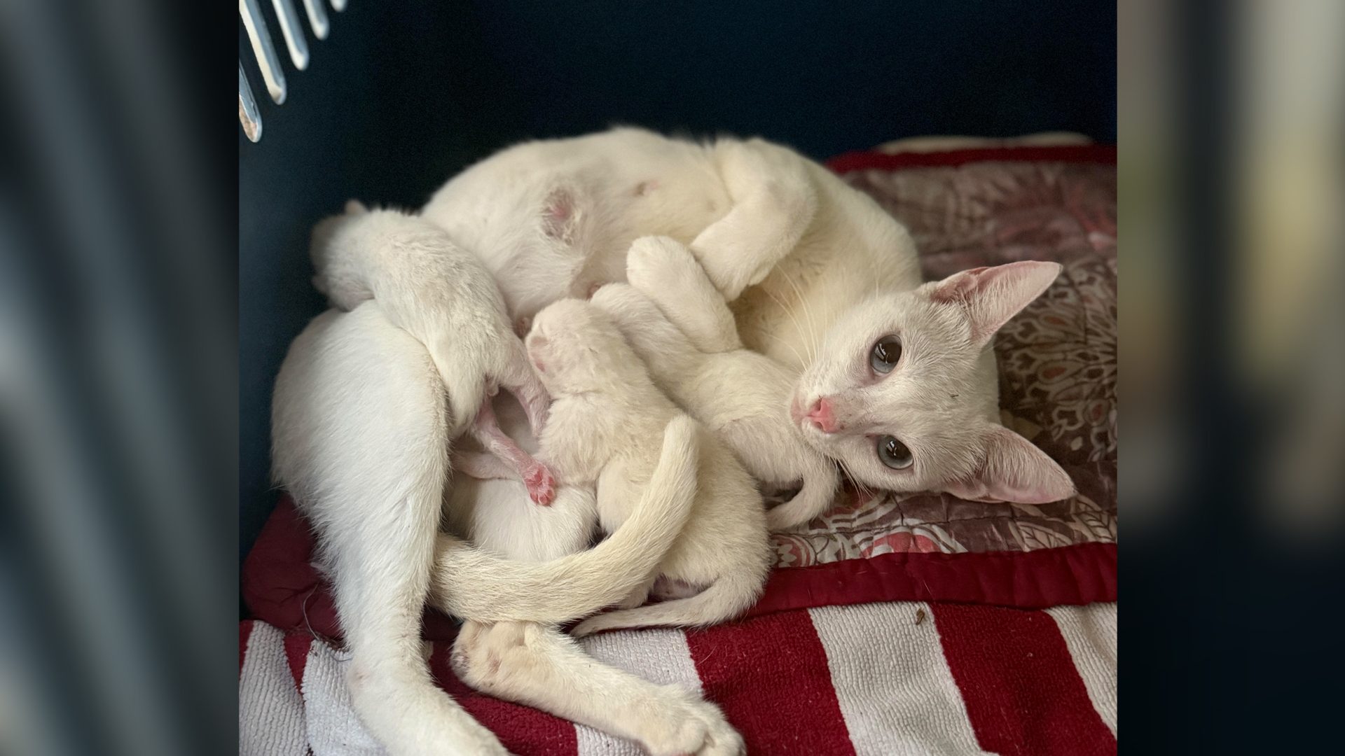 Ateneo Rockwell cats lose longtime shelter; volunteers seek help and answers