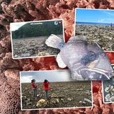 Why does the sea seem to vanish after a strong earthquake?