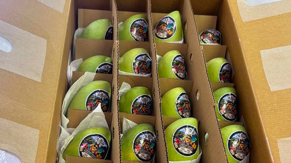 Philippine fresh mangoes enter Canadian market