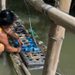 Negros Occidental revives crab farming enterprise with all-weather technology