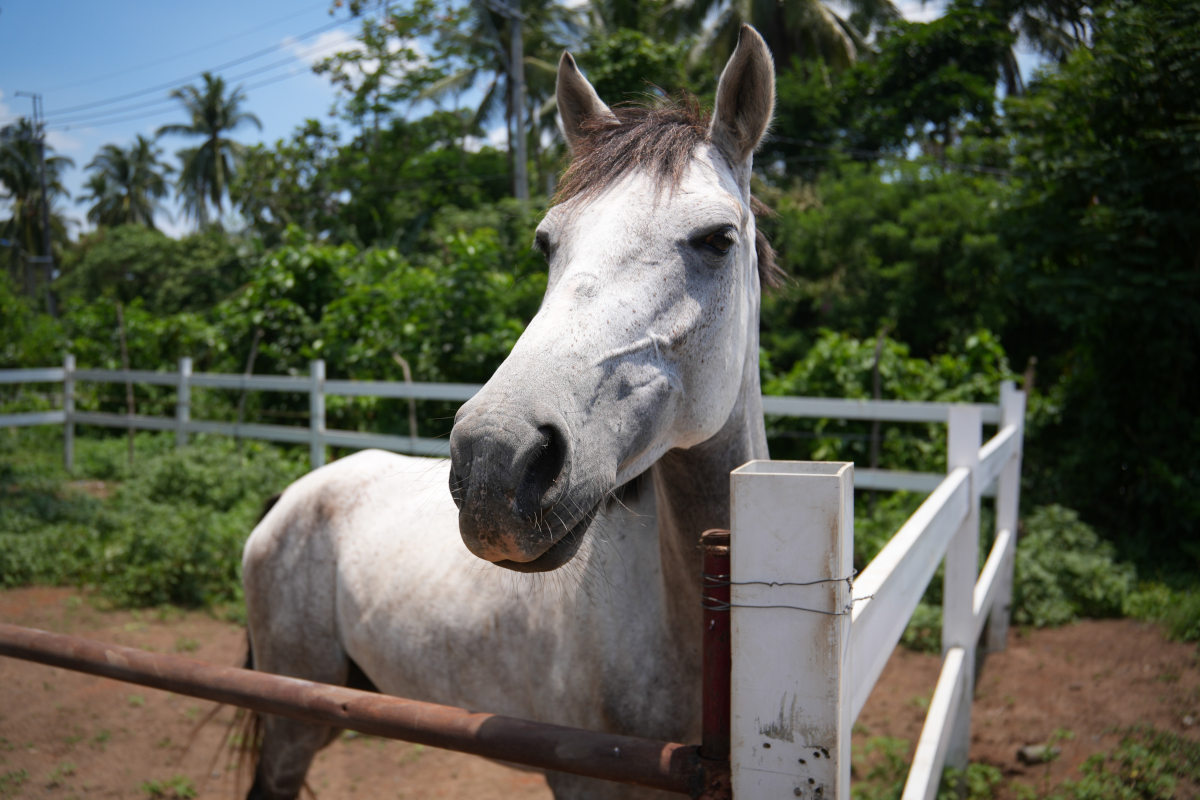 Abused Horse Kabang Begins Recovery Under Veterinarian's Care After 25-Kilometer Ordeal