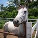 Kabang’s road to recovery: How PETA, vet-guardian saved a horse