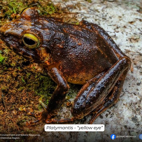 One week in Apayao forest reveals 15 reptile, amphibian species