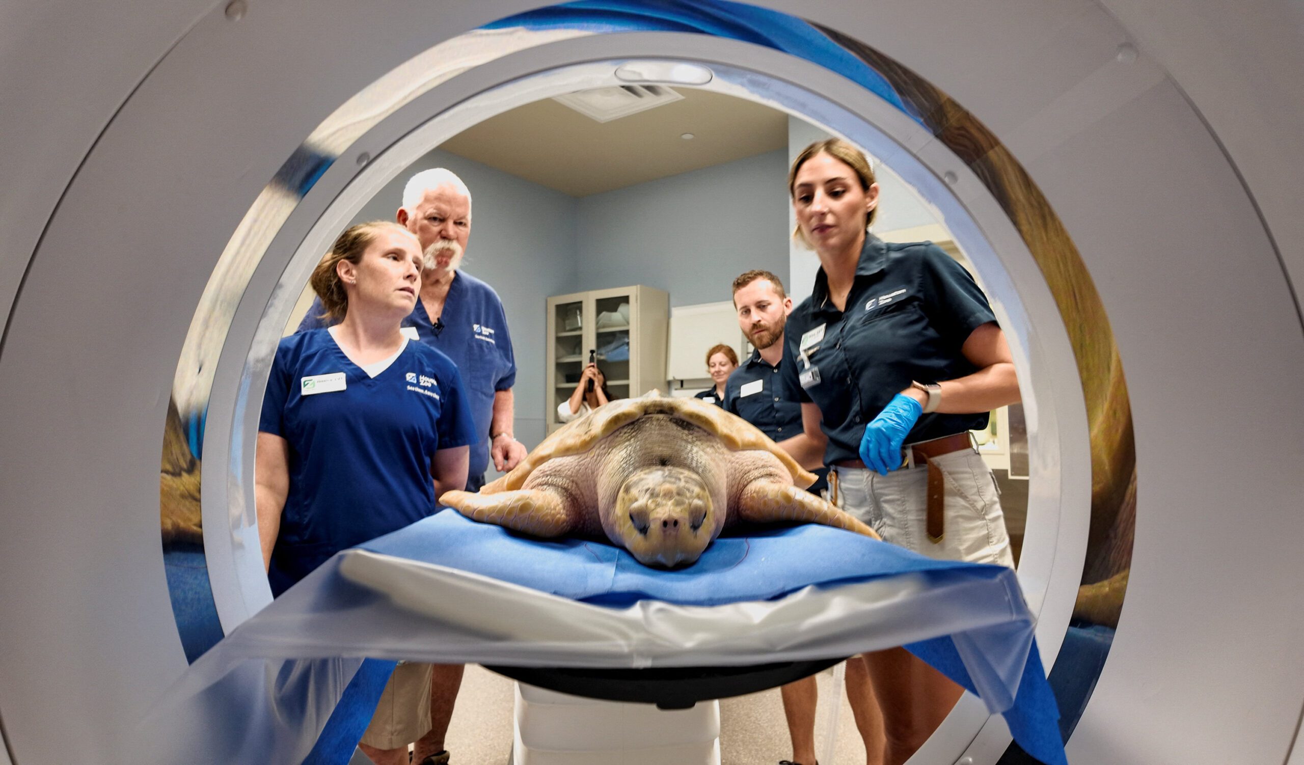 Rhossi, a critically endangered Kemp's ridley sea turtle, is prepared to undergo a CT scan in Houston