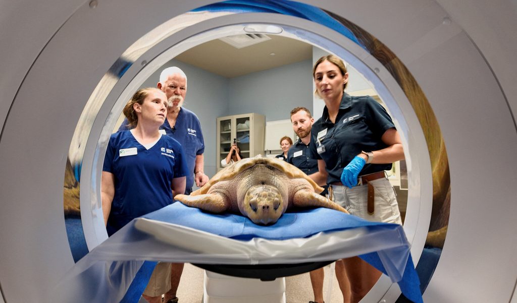 Rhossi, a critically endangered Kemp's ridley sea turtle, is prepared to undergo a CT scan in Houston