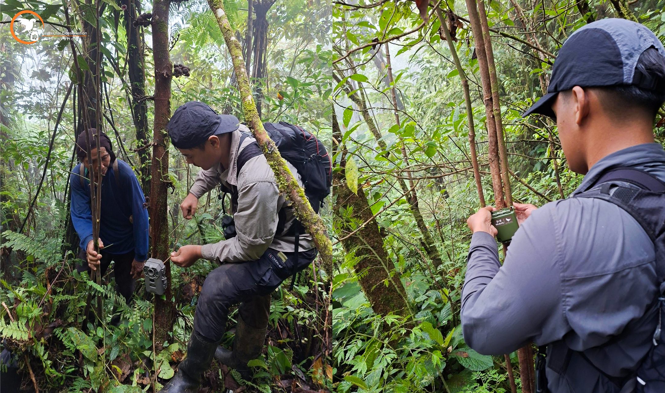 When the lost Mindoro bleeding-heart was finally photographed