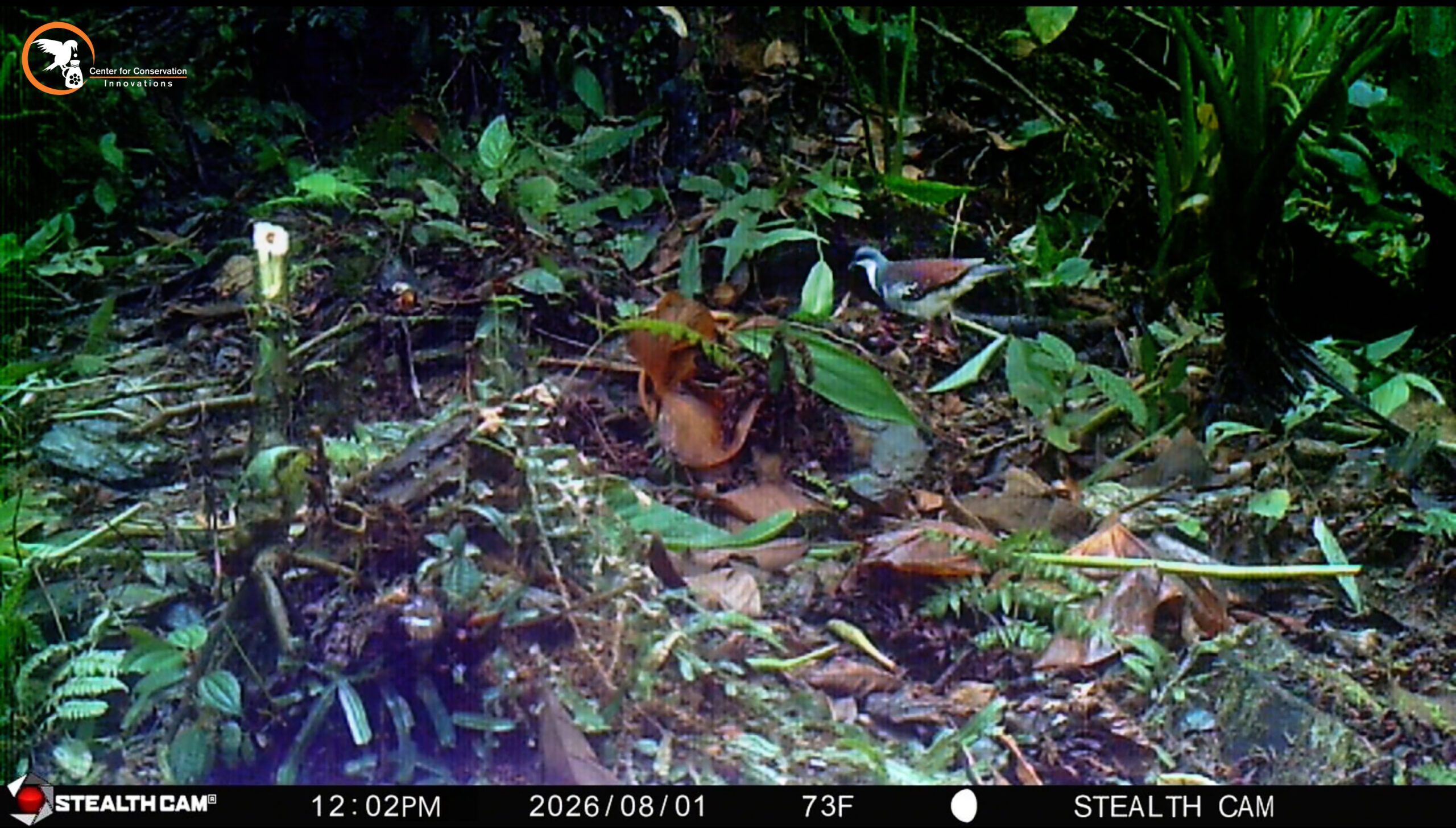Rare Mindoro bleeding-heart pigeon photographed again after 20 years