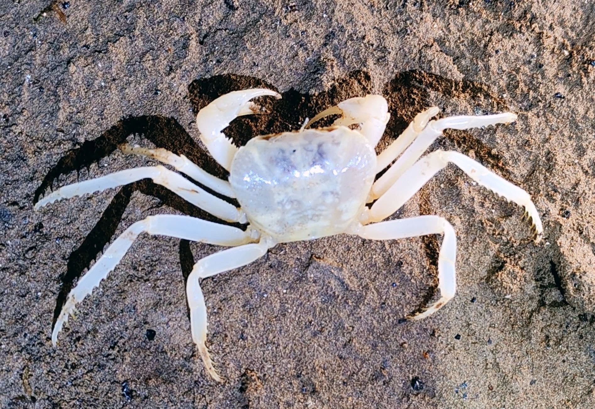 Food, Seafood, Animal