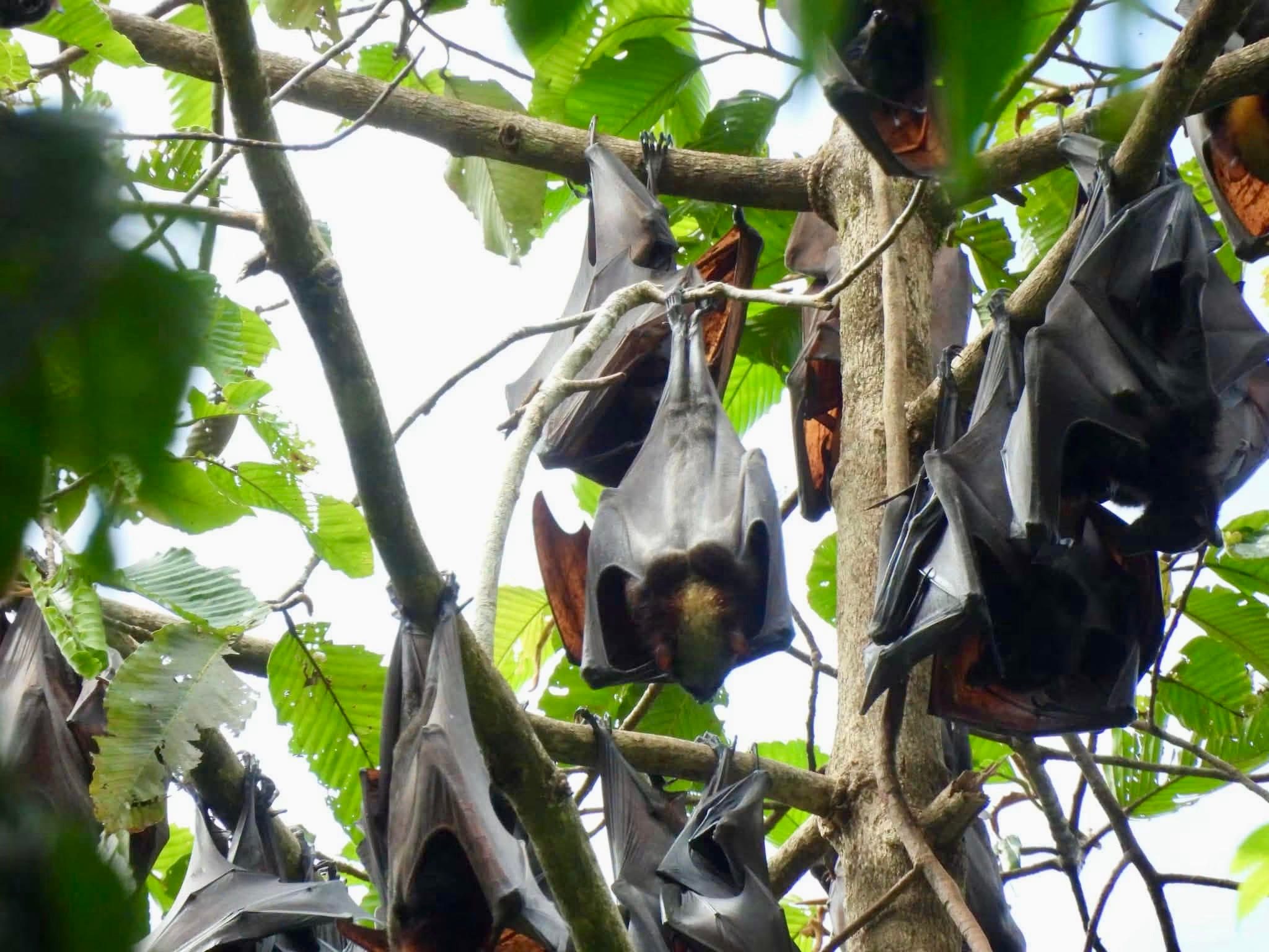 Rare giant bat turns up in Apayao forest monitoring - Rappler