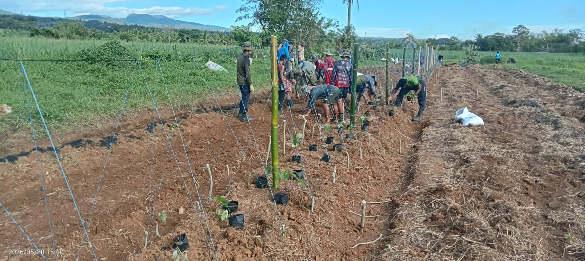 Ube farming