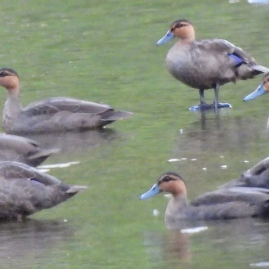 Where Philippine ducks gather, Apayao’s wild riches come into view