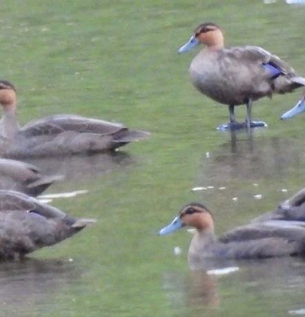 Where Philippine ducks gather, Apayao’s wild riches come into view