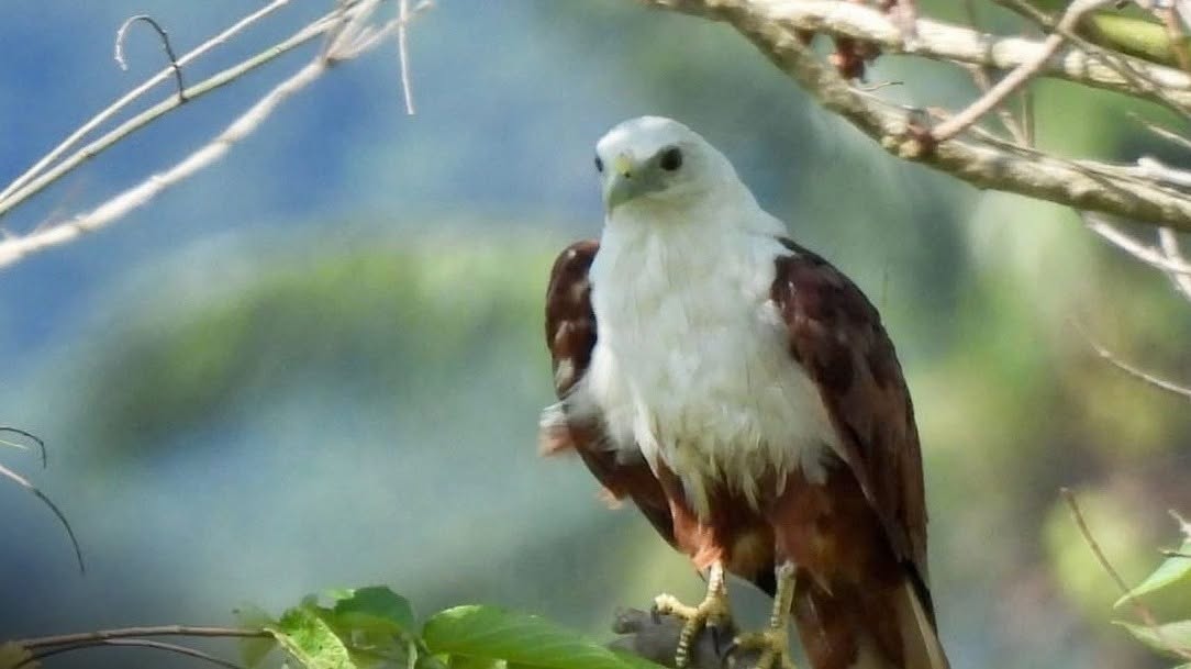Where Philippine ducks gather, Apayao’s wild riches come into view