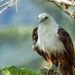 Where Philippine ducks gather, Apayao’s wild riches come into view