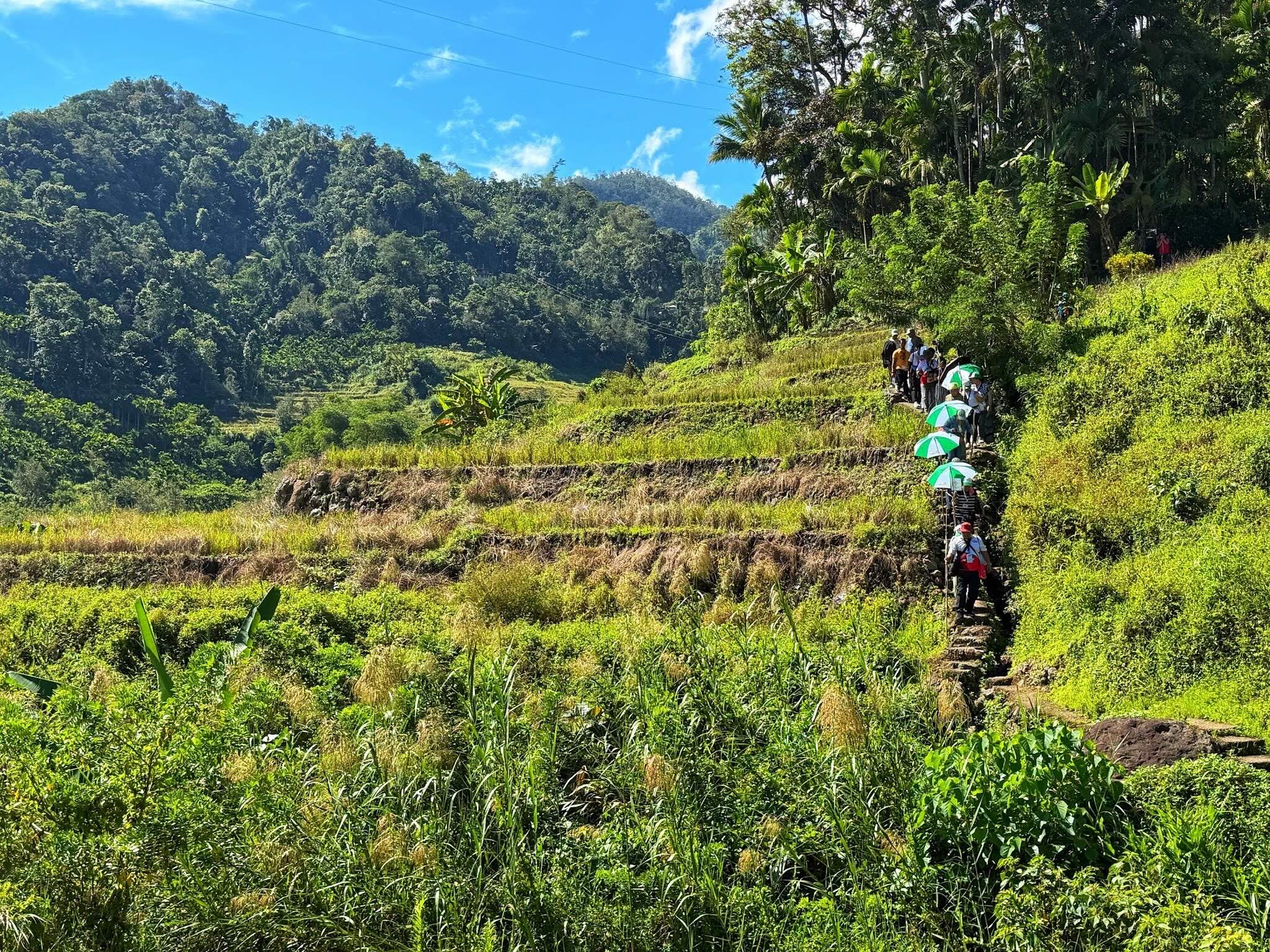 When the Ifugao rice terraces rest