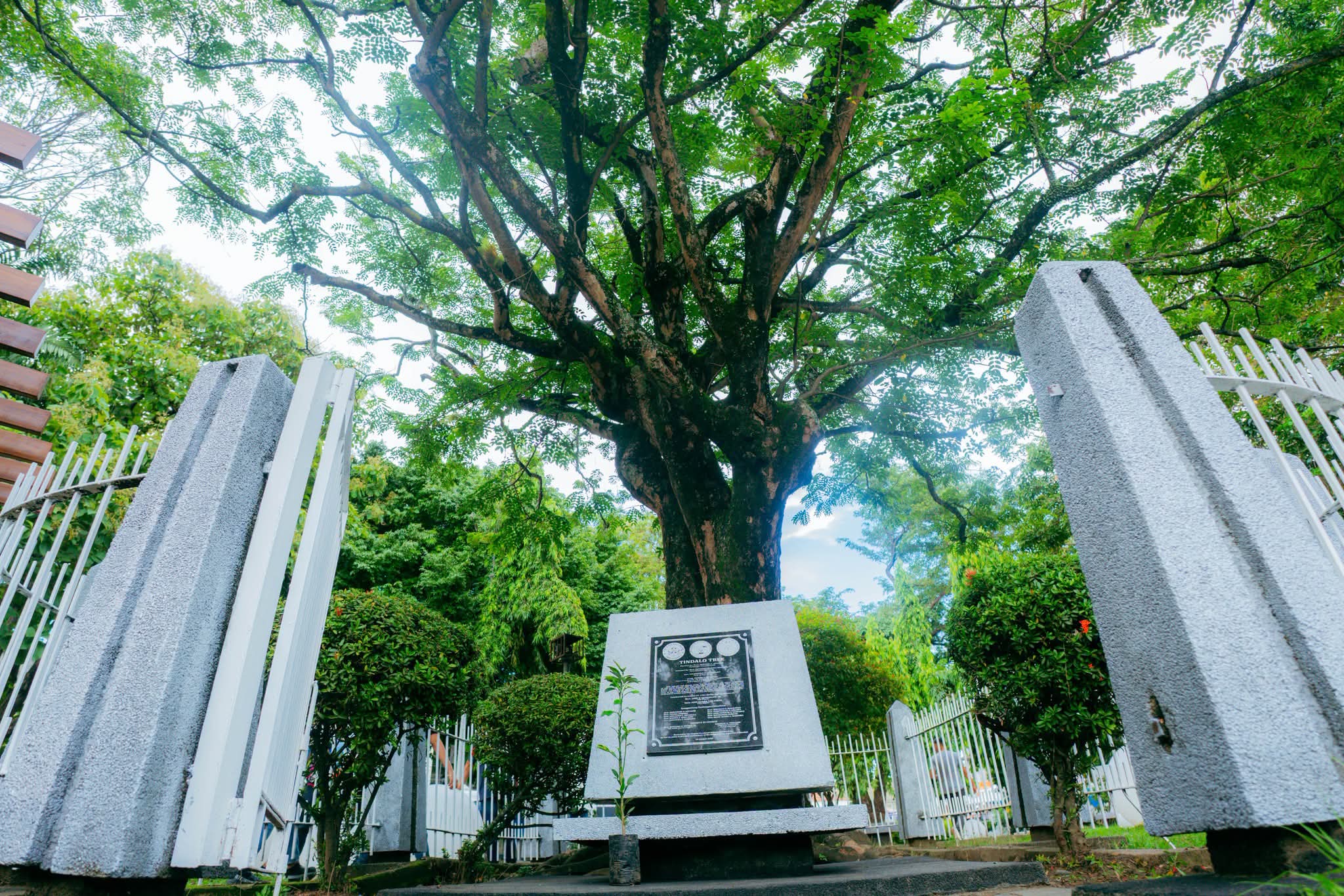The tree Quezon planted, and Bacolod nearly forgot