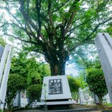 The tree Quezon planted, and Bacolod nearly forgot