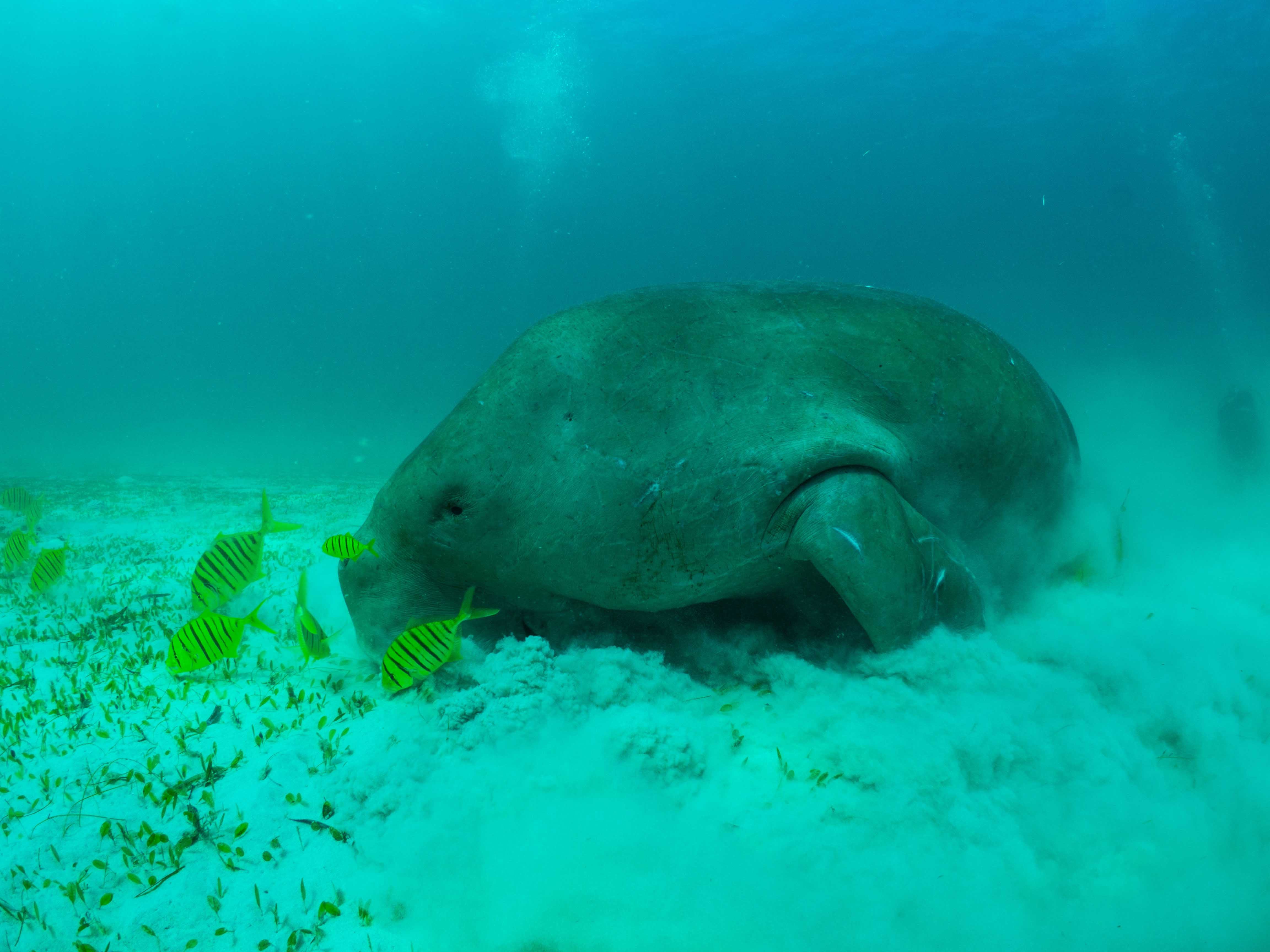 FRIENDLIEST DUGONG. Aban is said to be the largest and friendliest of the dugongs in Northern Palawan. He is identified through his distinctive scars. Photo by Danny Ocampo
   
