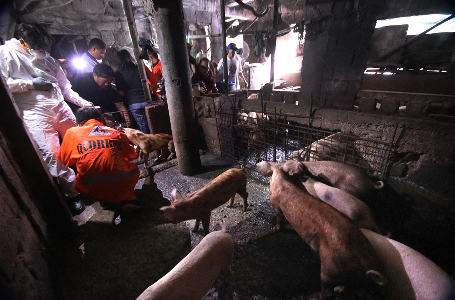 African swine fever detected in third Quezon City barangay