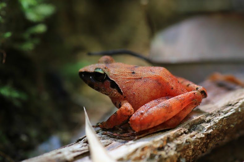 A rare species of frog found in Mt. Hamiguitan, labeled as one of the biological indicators used by the assessment team. If this is missing, something is wrong with the mountain. Photo by Eden Jhan Licayan/Davao Oriental Provincial Information Office 